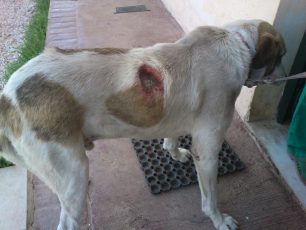 Ασπρόπυργος: Βρήκε τον σκύλο με έγκαυμα στην πλάτη